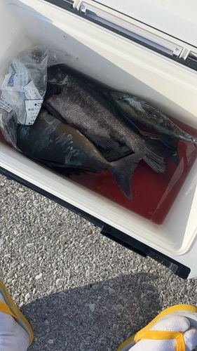 マダラタルミの釣果