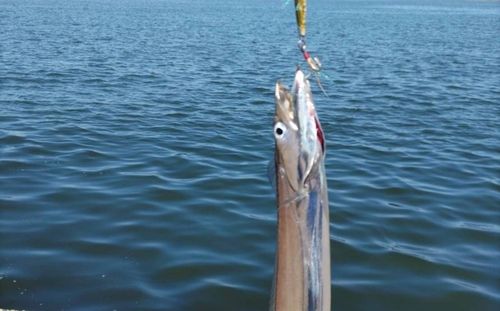 タチウオの釣果