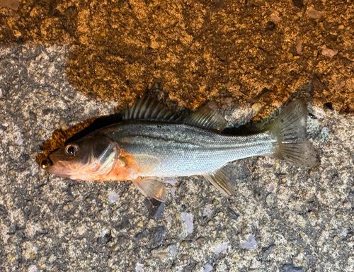 セイゴ（タイリクスズキ）の釣果