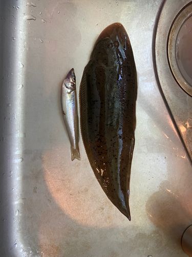 キスの釣果