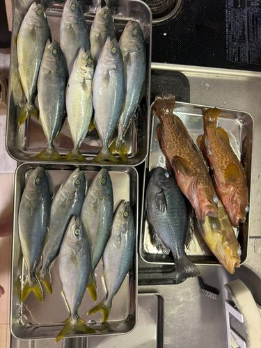 ツバスの釣果