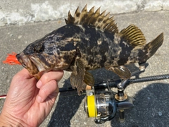 タケノコメバルの釣果