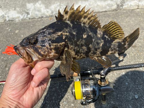タケノコメバルの釣果
