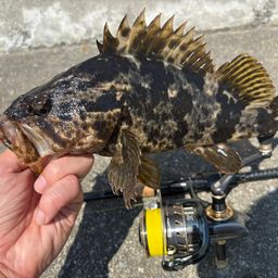 タケノコメバル