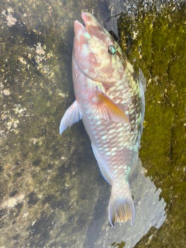 イラブチャーの釣果