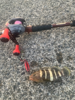 アオハタの釣果