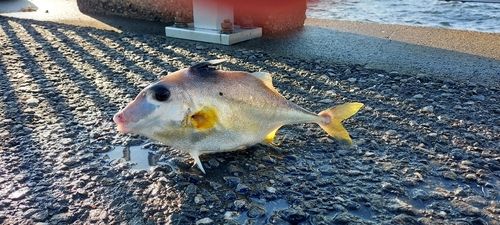 シロギスの釣果