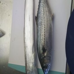 タチウオ