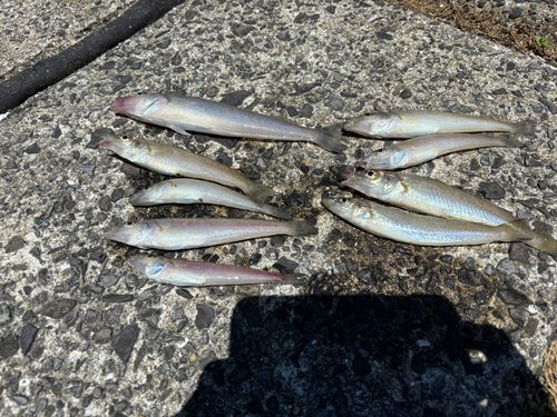 キスの釣果