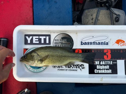 ブラックバスの釣果