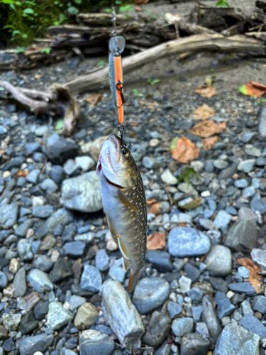 イワナの釣果