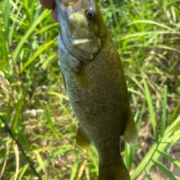 スモールマウスバス