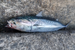 ソウダガツオの釣果