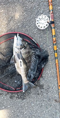 クロダイの釣果