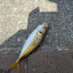 アジ