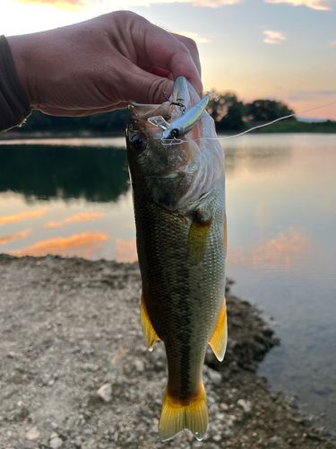 ラージマウスバスの釣果