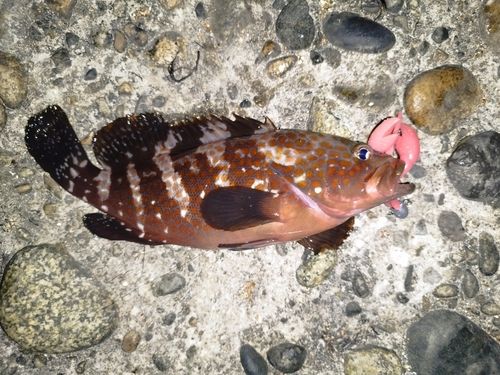 釣果