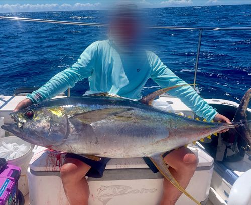 キハダマグロの釣果
