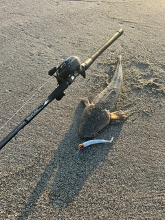 マゴチの釣果