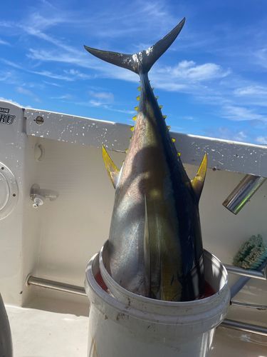 キハダマグロの釣果