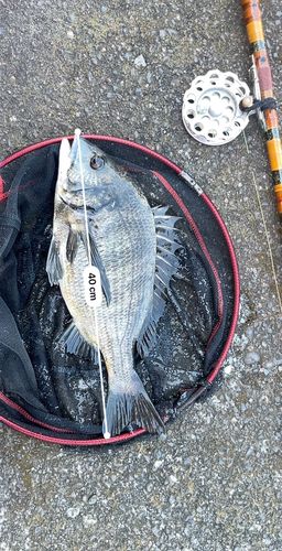 クロダイの釣果