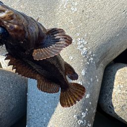 カサゴ