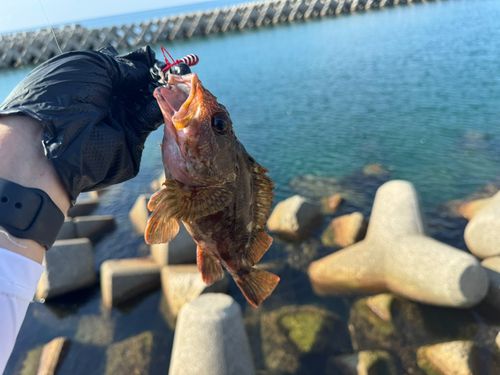 カサゴの釣果