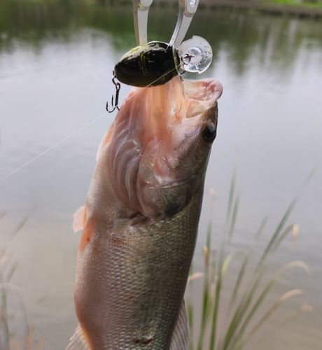 ラージマウスバスの釣果