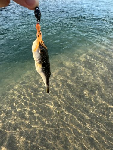 フグの釣果