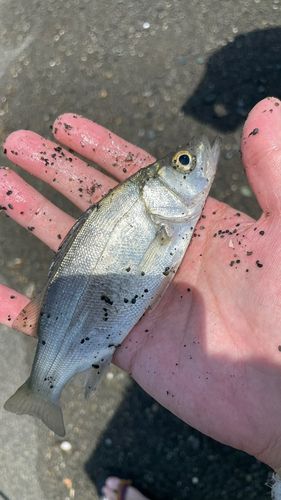 セイゴ（ヒラスズキ）の釣果