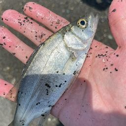 セイゴ（ヒラスズキ）