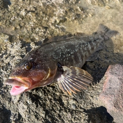 アイナメの釣果