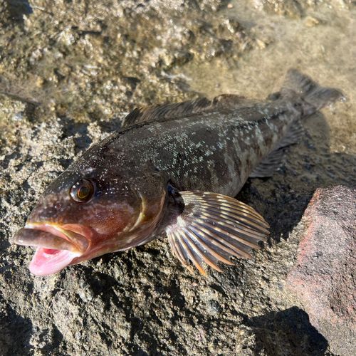 アイナメの釣果