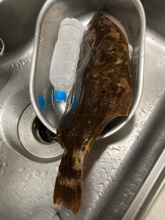 ヒラメの釣果