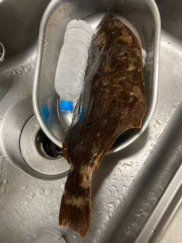 ヒラメの釣果