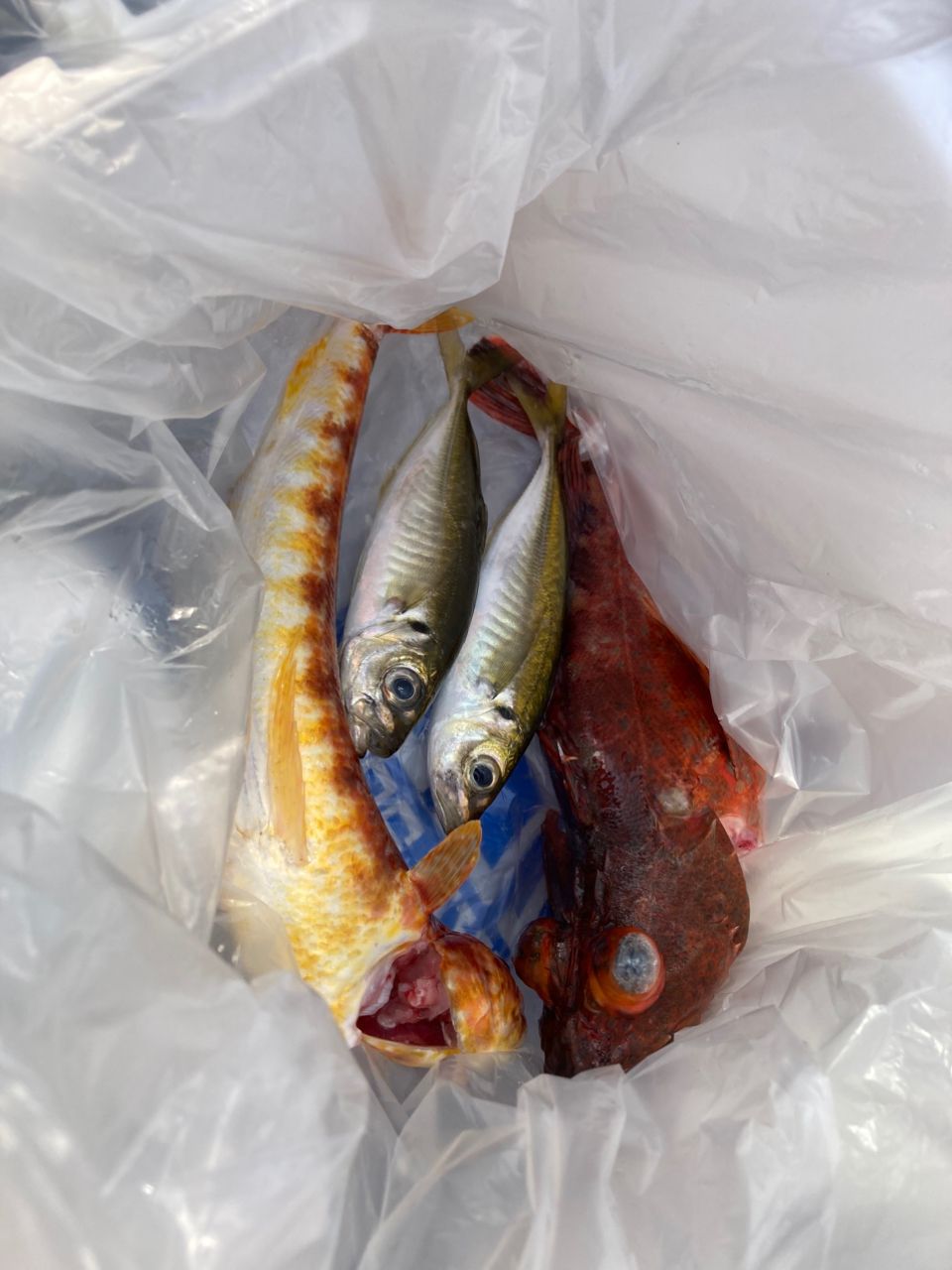 ジギヲタさんの釣果 2枚目の画像