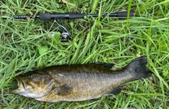 スモールマウスバスの釣果