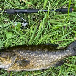 スモールマウスバス