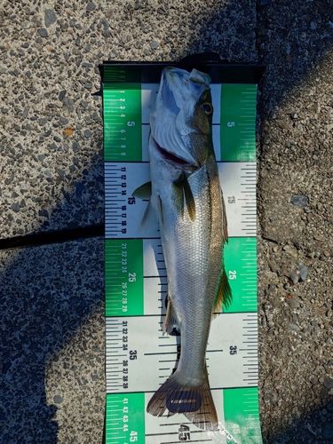 シーバスの釣果