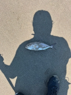 ショゴの釣果