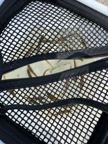 ガンゾウビラメの釣果