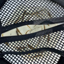 ガンゾウビラメ