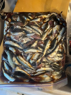 マイワシの釣果