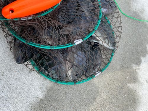 クロメジナの釣果