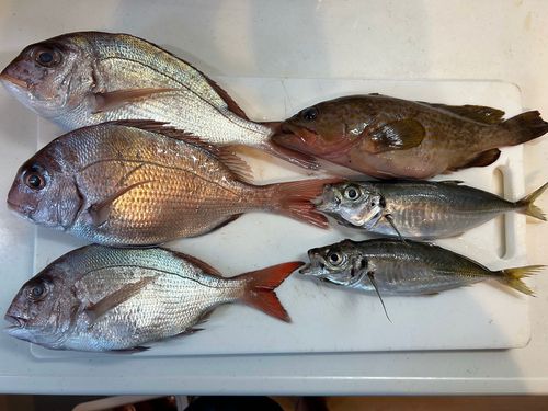 マアジの釣果