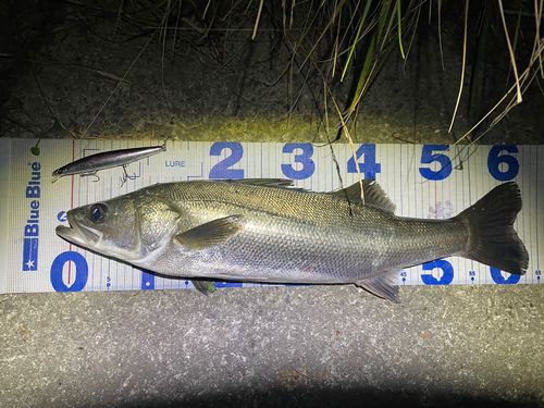 シーバスの釣果