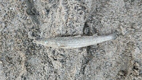 カマスの釣果