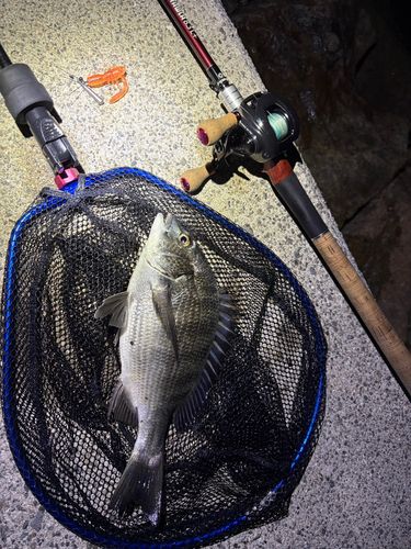 キビレの釣果