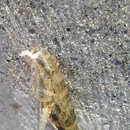 ウロハゼ