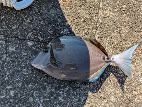 ニザダイの釣果